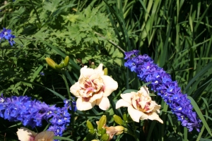 hemerocallis-darya-delphinium