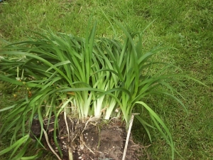 Hemerocallis-pol