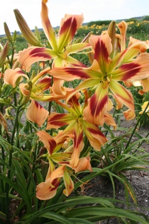 hemerocallis-wild-and-wonderfull