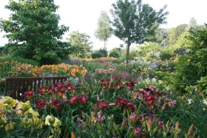 showtuin-hemerocallis-pollen