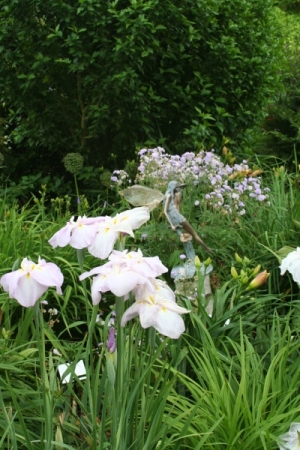 iris-ensata-tuin