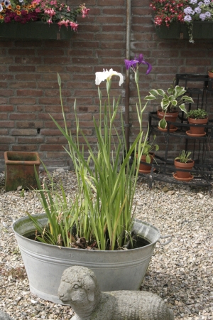 Iris in waterkuip