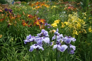 ensata-hemerocallis 