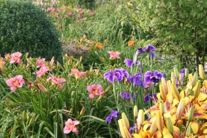 Combinatie Hemerocallis en Lelie