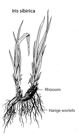 rhizoom iris sibirica-ensata