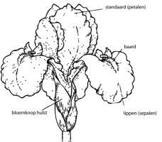 Iris germanica tekening