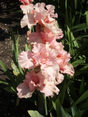 iris-lenora-pearl