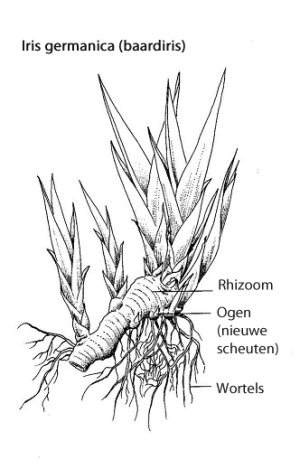 Rhizoom iris germanica