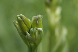 Knop behandeld met Pireco