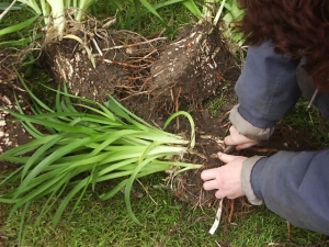 Plant scheuren