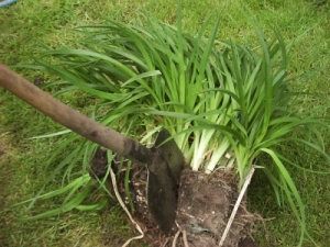 Planten delen