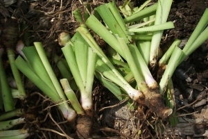 Gedeelde Iris Germanica scheuten