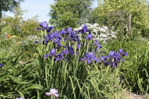 Iris Sibirica