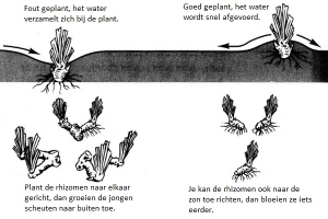 iris germanica tekening planten